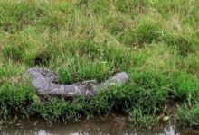 村民鴨子離奇失蹤，消防官兵草叢捕捉罪魁禍首，原因讓人哭笑不得-頭條楓林網