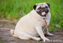 想要狗狗陪伴你久一點，這6件事千萬別做！-頭條楓林網