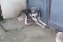 二哈剛嚇唬完小奶狗，結果下一秒就在母狗面前跪下認慫-頭條楓林網