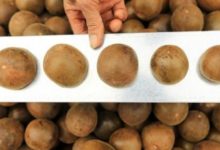 羅漢果的神奇傳說，你知道嗎？ 羅漢果可預防什麼病？-頭條楓林網