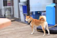 上海徐匯區，尋找柴犬燒餅-頭條楓林網