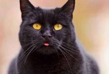 30歲小伙為貓咪治療抑鬱症！竟辭去奮鬥十年的工作！值得么？-頭條楓林網