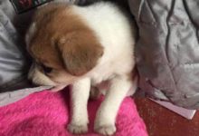 沒要到吃的還被潑冷水，看到狗狗可憐的樣子，心疼壞了-頭條楓林網