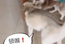 哈士奇想趁麻麻拖住老婆時偷偷溜走，沒想到被發現後又是一頓胖揍-頭條楓林網