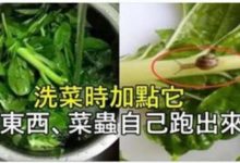 洗菜時加點它，髒東西、菜蟲自己跑出來，以前都白洗了，快學習吧。-頭條楓林網