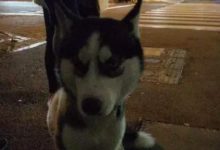 哈士奇走丟，竟智商上線去原地等主人來找！這一定是只假二哈！-頭條楓林網