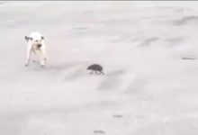 狗狗被老鼠驅趕，狗膽比鼠膽更小，狗臉全被它丟光！-頭條楓林網