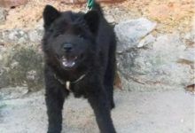 1萬塊錢買回來的極品黑色薩摩耶，朋友居然說是土狗！-頭條楓林網