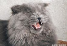 主人趁貓睡著，想偷偷拿走它的玩具，喵星人發現後一個眼神解決！-頭條楓林網