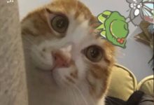 當旅行呱遇上貓咪...你確定你兒砸還回得來么？-頭條楓林網