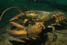 盤點目前地球存在的10種不死生物-頭條楓林網