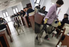超霸氣的哈士奇到警官學院視察，卻被掃地阿姨拎脖提走，好丟人-頭條楓林網