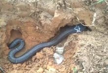 直播拍攝野外挖捕巨大眼鏡蛇，各種挑逗嬉戲，看完整個人毛骨悚然-頭條楓林網