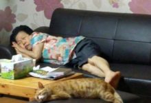 喵星人學奶奶睡覺，一模一樣-頭條楓林網