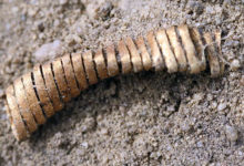 黃金之謎！丹麥挖到2000條純金螺旋線，令考古學家震驚不已！-頭條楓林網