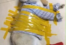 防止二哈拆家，主人使出了絕招，二哈：狗生無望！-頭條楓林網