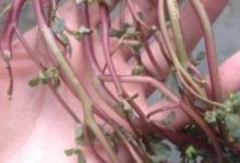 別再買面膜敷臉了，路邊黃色黏黏的野草，一周皮膚滿滿膠原蛋白-頭條楓林網