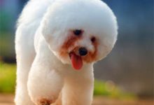 白色狗狗淚痕能去掉嘛，狗狗吃什麼除淚痕-頭條楓林網