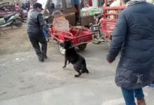 狗狗生命中最後的掙扎，因被狗販賣進狗肉館了！-頭條楓林網