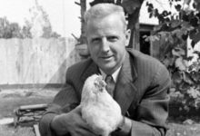 牠是曾經轟動全美國的無頭雞「麥克」，頭被斬了依舊活了18個月，能吃喝拉撒還能巡迴表演替主人賺錢！-頭條楓林網