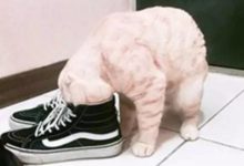 這鞋子，有點辣眼睛啊！-頭條楓林網