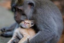 驢友帶著貓咪旅遊，結果被猴子搶走當寵物-頭條楓林網