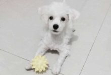 狗狗略施小計主人便不戰而敗，網友：以德報怨，主人應該好好學習-頭條楓林網