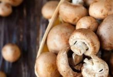 蘑菇吃多損傷血管，這類人要注意-頭條楓林網