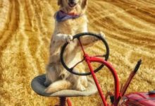 在你家金毛拆家滾泥的時候，人家的大金毛都學會開拖拉機啦！-頭條楓林網