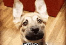 那些年汪星人在危機關頭拯救主人的英雄事迹！看完滿滿的感動！-頭條楓林網