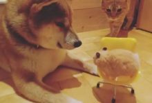 鏟屎官家裡養了一隻橘貓和一隻柴柴，直到又添了一隻倉鼠後。。-頭條楓林網