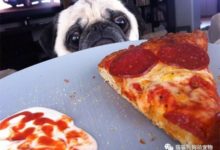 有食物的地方，就有這隻哈巴狗-頭條楓林網