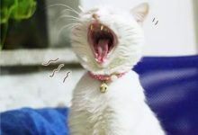 貓咪打噴嚏有點萌？如果持續打噴嚏可要去看醫生了-頭條楓林網