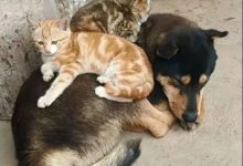 萌呆金毛去了廁所後死活不出來，主人進去一看，頓時笑噴了-頭條楓林網