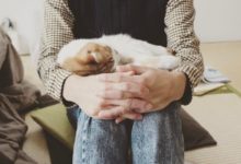 這是傳說中的貓鋼琴嗎？呆萌鏟屎官開啟主子新功能，網友笑翻：這琴的音色不錯哦-頭條楓林網