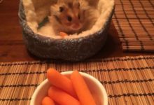 主人自己的倉鼠買了個小窩，讓他暖暖和和的！-頭條楓林網