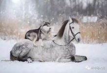 【鏡頭】馬跟哈士奇在雪地里的合照簡直美爆了-頭條楓林網