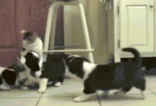 還記得嗎，狗狗曾經是這樣的寶寶-頭條楓林網