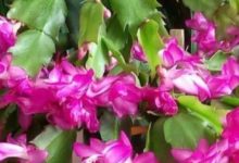 蟹爪蘭怎麼養才能一年開花3次，不斷掉蕾也能輕鬆解決-頭條楓林網