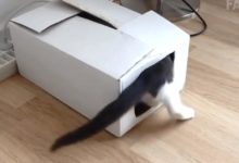 家裡有一個神奇的紙箱子，進去一隻貓咪可以立刻變出來兩隻-頭條楓林網