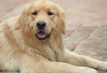 一隻金毛半夜逃家不幸受傷，自己找到了醫院，醫生的行為太讓人暖心了！-頭條楓林網