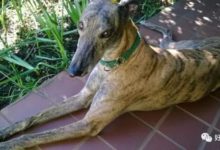 曾經作為賽狗的靈緹犬被拋棄，被救助後如今生活得很快樂！-頭條楓林網