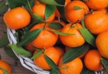 什麼樣的橘子不能吃？ 很多人已經中招，趕緊告訴家人小心吃！-頭條楓林網