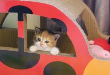 小奶貓坐小汽車，露出個小臉萌翻眾人，最後一張真是從小美到大！-頭條楓林網