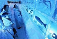 日本獨特的冷凍水族館，所有魚類彷彿在冰上游泳-頭條楓林網