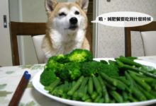 狗狗可以不吃肉？原來汪界真的有素食主義狗-頭條楓林網