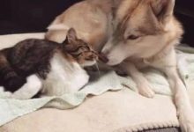 薩摩耶出門玩泥巴回家，主人：你走吧，我不認識你-頭條楓林網