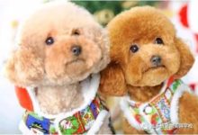 狗狗養著養著就出現掉毛褪色 這可咋整？-頭條楓林網