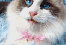 如何哄有起床氣的女朋友，這隻柴犬的做法...可以說都是雷區了！-頭條楓林網