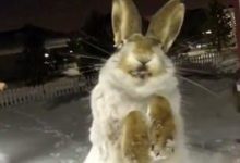 零下56度的哈薩克，兔子秒凍成棒冰-頭條楓林網